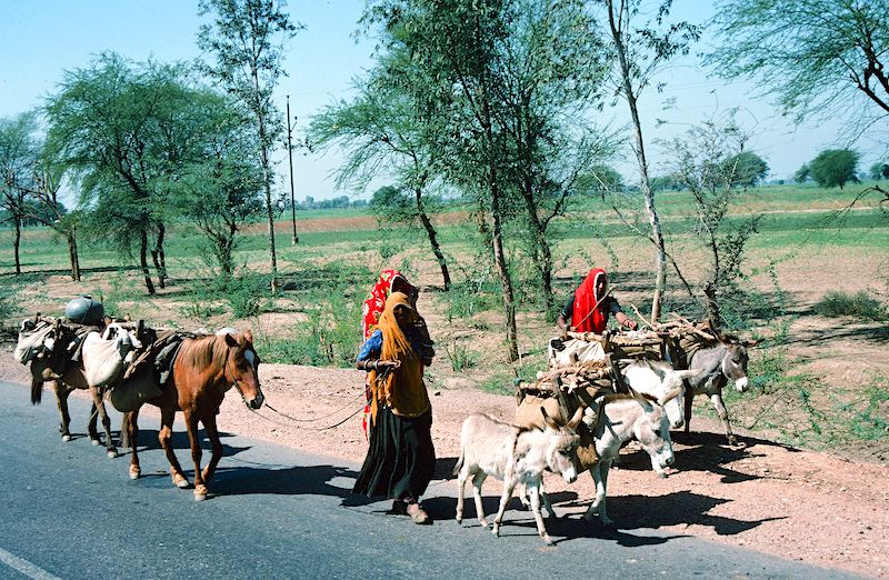 Rural road scene in India
